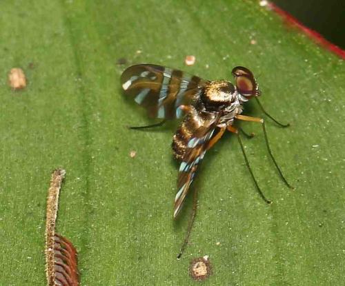 Chrysopilus fascipennis